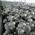 Growing mushrooms at home Mushrooms mushrooms cultivation