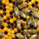 Biodling som företag: stadier av organisation Hur många bikupor behöver du för vinst