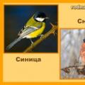 Migratory and non-migratory birds: description and differences
