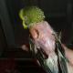 Why budgerigars pluck their feathers