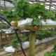 Bär och företag: odla jordgubbar i ett växthus året runt med positiv lönsamhet Jordgubbar som företag i en lägenhet