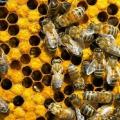 Biodling som företag: stadier av organisation Hur många bikupor behövs för vinst