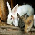 Profitable or not breeding rabbits as a business